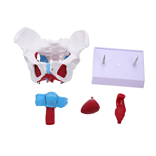 ULTECHNOVO 1 Stück Becken Gebärmutter Modell Pvc Beckenmodell Beckenmodell Für Den Unterricht Weibliches Skelett Beckenmodell Beckenanatomiemodell Orgel Anatomisches Modell Medizinisches von ULTECHNOVO