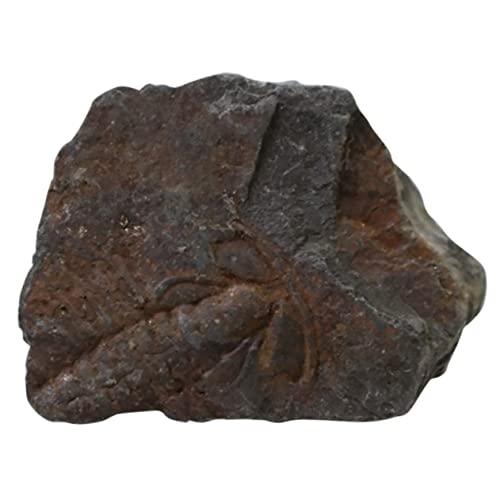 ULTECHNOVO 1Stk Trilobiten- fossilien paläontologie dekoring science die studentin steinkopf decor Dekoration Schüler unterrichten Lehrmittel pädagogisches Desktop-Ornament von ULTECHNOVO