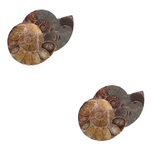 ULTECHNOVO 2 Sätze Fossile Muschel Modelle Ornament Ammonitenmodelle Als Lehrammonitenexemplar Modelle Zur Sammlung Ammoniten-modelle Natürliches Muschelfossil Dark Brown 2 Stück * 2 von ULTECHNOVO