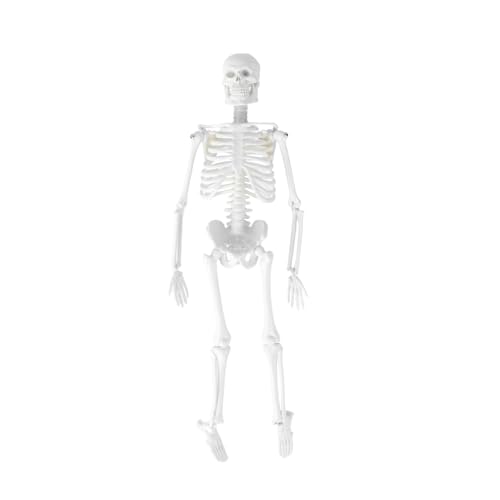 ULTECHNOVO 2St menschliches Skelettmodell Modell des menschlichen Körpers Statue des menschlichen Skeletts Anatomiemodell beige Medizinisches Zubehör Anatomisches Studienmodell Yellow von ULTECHNOVO