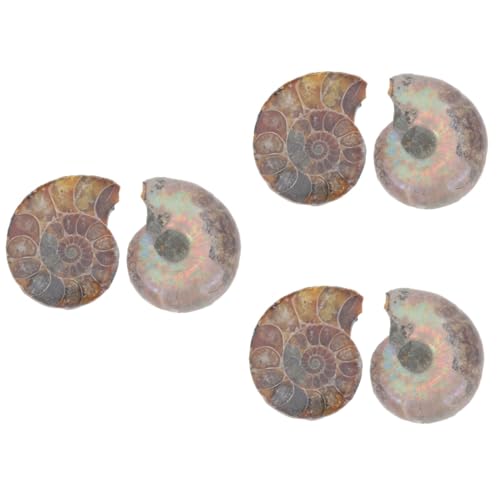 ULTECHNOVO 3 Sätze Fossiles Exemplar Pädagogisches Ammonitenmodell Ammoniten-modelle Modelle Ornament Modelle Schmuck Modelle Für Kinder Natürliches Muschelfossil Dark Brown 2 Stück * 3 von ULTECHNOVO