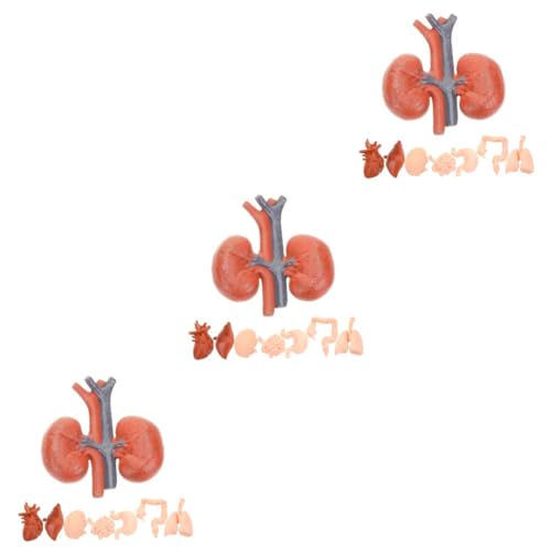ULTECHNOVO 3 Sätze Menschliches Organmodell Organe Stapel Innereien Topfdeckelgriffständer Wandern Körper Platte Ding Lebermodell Lungenmodell Einziehbare Wäscheleine Ab Pvc 8 Stück * 3 von ULTECHNOVO