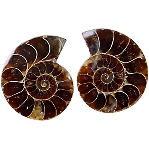 ULTECHNOVO Ammonite Mineralien Ausgrabungsset Mineralien 2Pcs Ammonitschale Fossile Ausgestorben Mineralien Fossilien Fossilien Ausgrabungsset Fossilien Echt von ULTECHNOVO