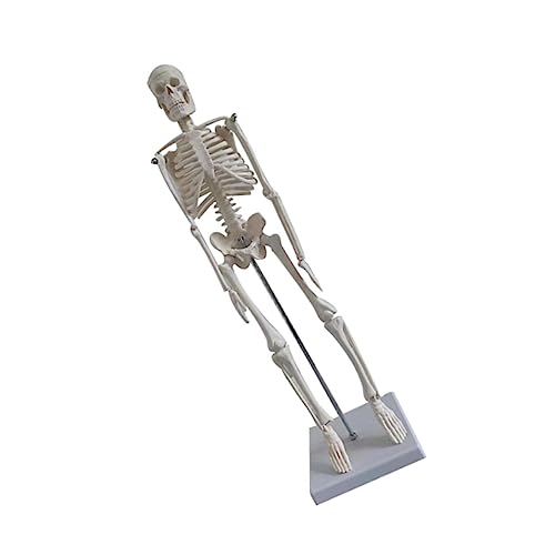 ULTECHNOVO Anatomisches Skelettmodell 45cm Detailliertes Menschliches Skeletmodell Für Medizinische Zwecke Yoga Fitness Und Kunst Lehrmittel Für Anatomie Und Menschliches Körpersystem von ULTECHNOVO