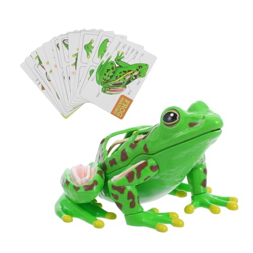 ULTECHNOVO Frosch Modell Werkzeuge Für Für Frosch Kunstwerk Innere Organe Modell Frosch Anatomie Modell Anatomie Demonstrationsmodell Realistische Frosch Tierfiguren Frosch von ULTECHNOVO