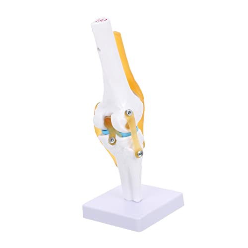 ULTECHNOVO Gemeinsames Modell Leben Gehirnmodell Anatomisches Kniemodell Anatomie-poster Menschliches Skelettmodell Wissenschaftliches Herzmodell Knie Modell Skelettknochenmodell Modelle Pvc von ULTECHNOVO