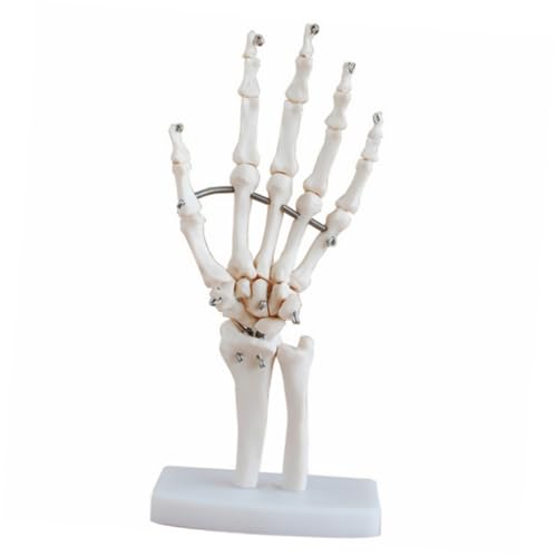 ULTECHNOVO Handgelenk Modell Wissenschaftliche Skeletthand Menschliches Artikulierendes Anatomisches Modell Haushalt Zubehör Anatomiehandknochenmodell Nägel Hände Utensil Becken Arm Pvc Weiß von ULTECHNOVO