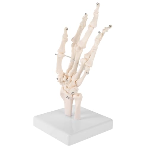 ULTECHNOVO Handknochengelenkmodell menschliches handgelenkmodell medizinisches anatomisches Modell Medizinisches Handknochenmodell Menschliches Skelettmodell Labor-Tool Handskelettmodelle PVC von ULTECHNOVO