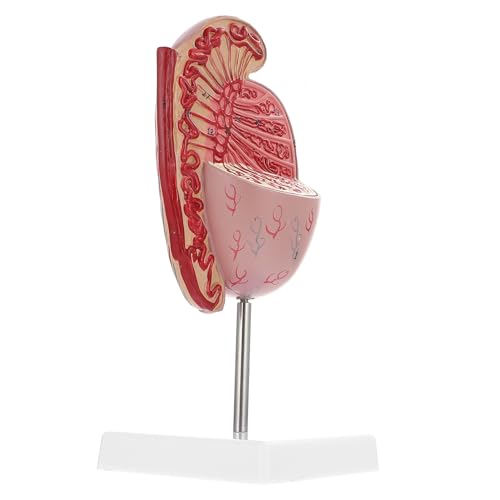 ULTECHNOVO Hodenmodell schaufensterpuppe Modell des menschlichen Körpers Biologieunterricht Biologie Demonstrationsmodell reproduktive Dissektion Schulbildung anatomisches Modell PVC von ULTECHNOVO