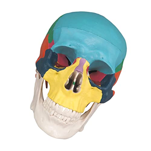 ULTECHNOVO Knochenschädel the skulls totenschädel anatomy Modell des menschlichen Gehirns Halloween-Schädelfigur Die Organ abnehmbares menschliches Schädelmodell abnehmbares Schädelmodell PVC von ULTECHNOVO