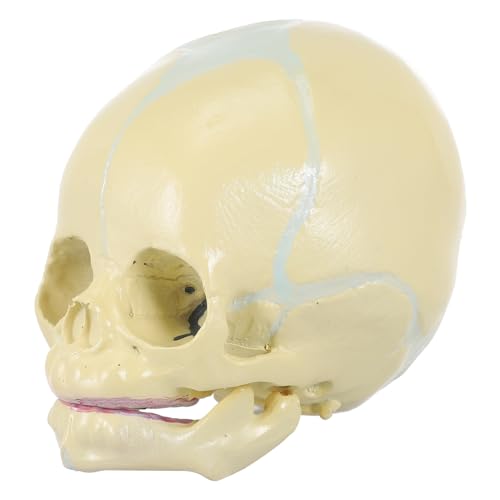 ULTECHNOVO Realistisches Schädelmodell Anatomisches Modell Für Medizinische Lehrzwecke Ideal Für Die Kindliche Anatomie Und Pathologieforschung Desktop Dekoration von ULTECHNOVO