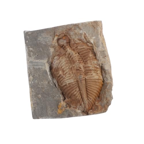 ULTECHNOVO Trilobiten- mariner echter Trilobit Paläontologie Trilobiten-Figur Meeresdekor Meeresschmuck aus echten Trilobiten schreibtischdeko schreibtisch dekoration Probe Ausbildung von ULTECHNOVO