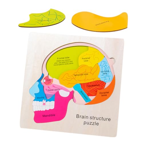 UPKOCH 1 Satz Gehirnstruktur-Puzzle Stirnband aus Baumwolle mehrschichtiges blenden Sonnenlicht holzpuzzle Lernpuzzlespielzeug Gehirne für, Gehirnstrukturspielzeug von UPKOCH