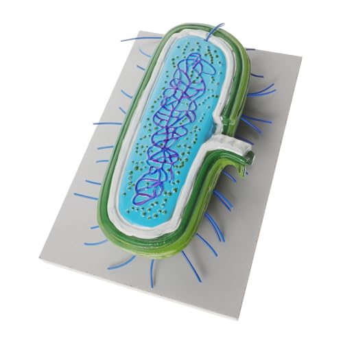 UPKOCH mikrobielles Modell Unterrichtsmodell Zellmodell Lehrmittel für die Schule PVC von UPKOCH