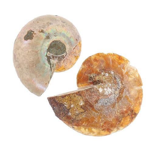 UTHCLO 2 Stück Teiliges Ammoniten Fossilien Versteinerte Ammonit Exemplare Naturstein Fossilien für Unterricht und Dekoration Sammlerstücke Paleontologie Geschenk UTHCLO 2 Stück Teiliges Ammoniten Fossilien Versteinerte Ammonit Exemplare Naturstein Fossilien für Unterricht und Dekoration Sammlerstücke Paleontologie Geschenk von UTHCLO