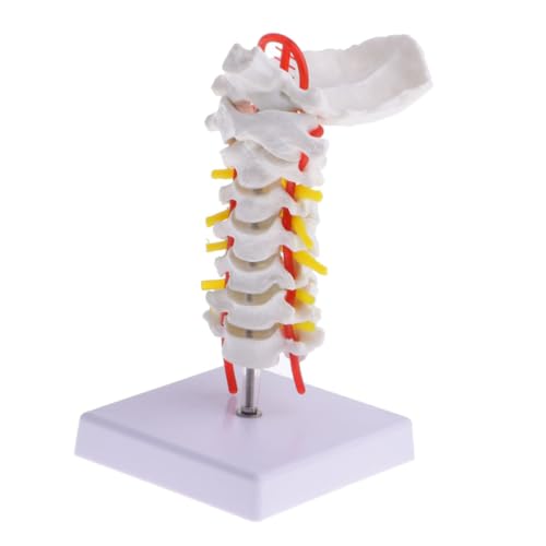 UTHCLO Cervical Spine Modell aus PVC mit Metallständer Flexibles Medizinisches Lehrmodell Carotis Zwischenwirbelscheiben darstellung Tragbar für Orthopäden Chiropraktiker und UTHCLO Cervical Spine Modell aus PVC mit Metallständer Flexibles Medizinisches Lehrmodell Carotis Zwischenwirbelscheiben darstellung Tragbar für Orthopäden Chiropraktiker und von UTHCLO