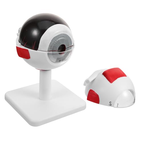 UTHCLO Fach Vergrößertes Menschliches Augenmodell Anatomisches Augapfel Modell Realistisches Lehrmittel für Medizinische Ausbildung Praxis und Kompakt und Tragbar UTHCLO Fach Vergrößertes Menschliches Augenmodell Anatomisches Augapfel Modell Realistisches Lehrmittel für Medizinische Ausbildung Praxis und Kompakt und Tragbar von UTHCLO