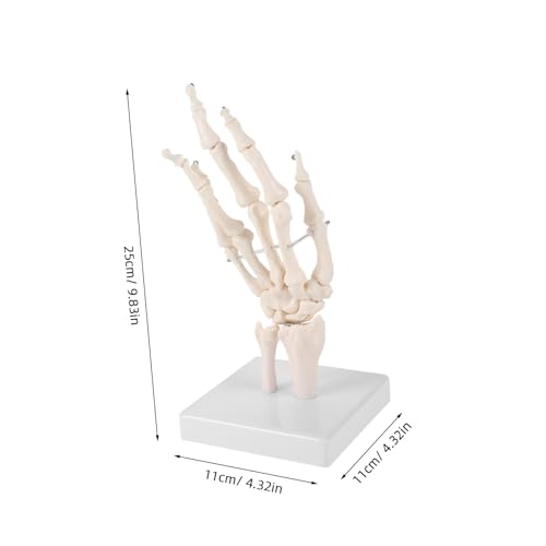 UTHCLO Handknochenmodell Medizinisches Artikulierendes Anatomisches Skelettmodell Langlebiges Lernmittel für Medizinische Ausbildung Realistische Handgelenk Fingergelenkdarstellung UTHCLO Handknochenmodell Medizinisches Artikulierendes Anatomisches Skelettmodell Langlebiges Lernmittel für Medizinische Ausbildung Realistische Handgelenk Fingergelenkdarstellung von UTHCLO