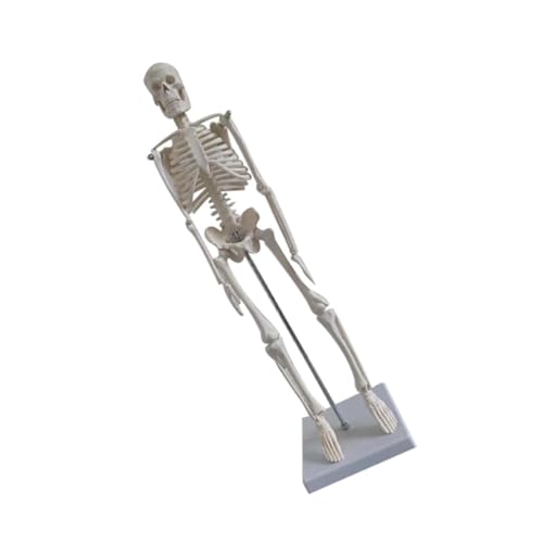 UTHCLO PVC Human Skeleton Model mit Rotierenden Oberarmknochen Anatomisches Simulationsmodell für Medizinische Ausbildung Yoga Fitness und Kunst Detailliertes Skelett für Schule und UTHCLO PVC Human Skeleton Model mit Rotierenden Oberarmknochen Anatomisches Simulationsmodell für Medizinische Ausbildung Yoga Fitness und Kunst Detailliertes Skelett für Schule und von UTHCLO