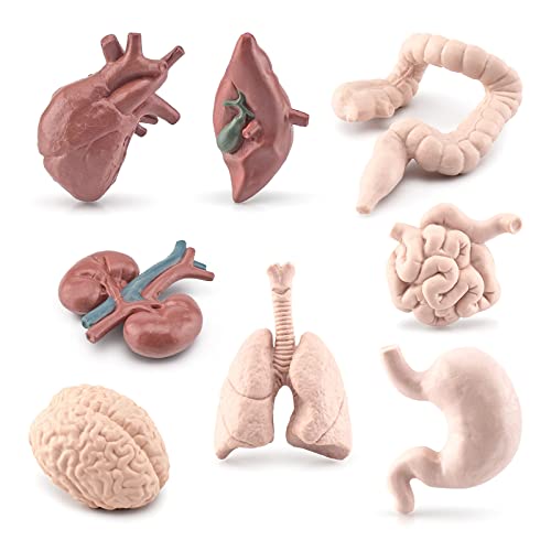 Ukbzxcmws Menschliche Organmodelle W/Magen Leber Kind Pädagogische Lehrmittel 3D Organe Klassenzimmer Su von Ukbzxcmws