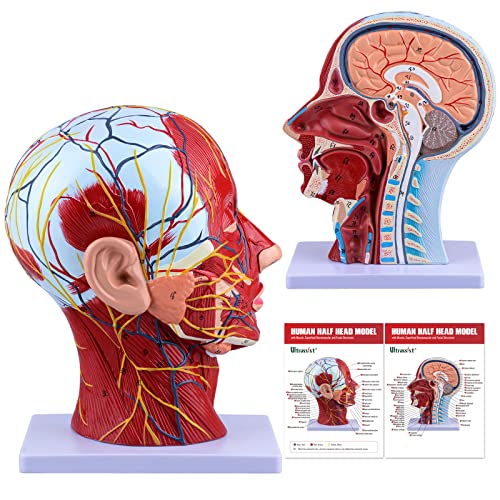 Ultrassist Human Anatomical Half-Head Model Includes Electronic Diagram with Superficial Neurovascular and Musculature Details, Ideal for Kids’ Learning, Education, and Display von Ultrassist