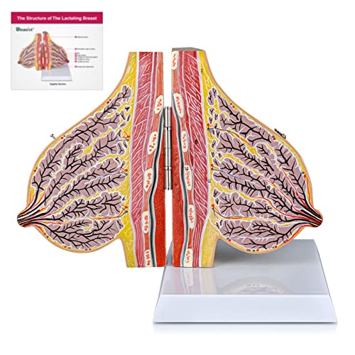 Ultrassist Modell der laktierenden Brust, Brust Sagittalschnitt Anatomisches Anschauungsmodell, inkl. Studienkarte, für Brustchirurgen Geschenk von Ultrassist