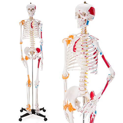 Ultrassist Nachbildung eines anatomischen Skeletts in Lebensgröße mit Spinalnerven, Muskelansätzen und -ursprungspunkten, Gelenkbändern, menschliches Skelettmodell zum Studium, inkl. Rollständer von Ultrassist