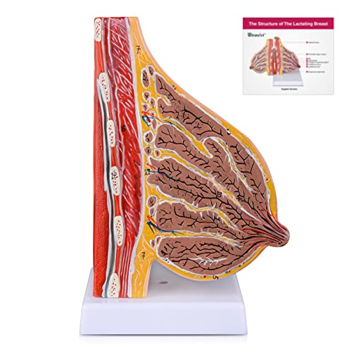 Ultrassist Sagittalschnittmodell der laktierenden Brust, Brustanatomiemodell mit Studienkarte, für Brustchirurgen als Geschenk von Ultrassist
