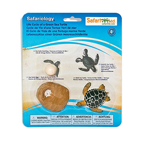 Safari 662316 Life Cycle of a Green Sea Turtle Figuren, Medium von Safari Ltd.