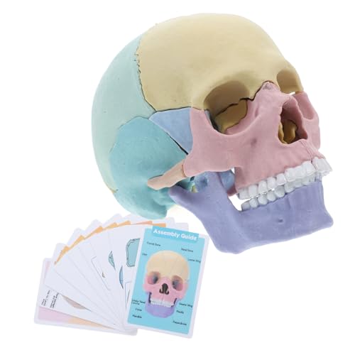 VALICLUD Anatomisches Schädelmodell Menschlich Abnehmbar Lehrmodell für Medizinische Ausbildung Detailliertes Lernspielzeug für Schädelkopfform für Schule und Anatomieunterricht VALICLUD Anatomisches Schädelmodell Menschlich Abnehmbar Lehrmodell für Medizinische Ausbildung Detailliertes Lernspielzeug für Schädelkopfform für Schule und Anatomieunterricht von VALICLUD