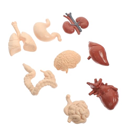 VALICLUD Human Body Organs Modell Lehrmittel für Schüler Realistische Organspielzeuge Pädagogisches Lernspielzeug für Schule Heim Labor Anatomisches Körpermodell VALICLUD Human Body Organs Modell Lehrmittel für Schüler Realistische Organspielzeuge Pädagogisches Lernspielzeug für Schule Heim Labor Anatomisches Körpermodell von VALICLUD