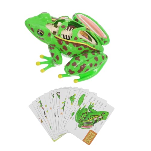 VALICLUD Realistisches Frosch Seziermodell für Sicheres Körperbau Lernspielzeug Abnehmbar Fördert Beobachtung Feinmotorik Wissenschaftliches Demonstrationshilfsmittel VALICLUD Realistisches Frosch Seziermodell für Sicheres Körperbau Lernspielzeug Abnehmbar Fördert Beobachtung Feinmotorik Wissenschaftliches Demonstrationshilfsmittel von VALICLUD