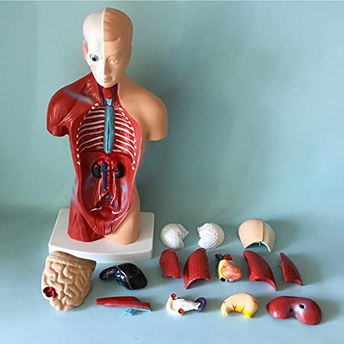 VDLLQYN, 28 cm großes anatomisches Modell des menschlichen männlichen Torsos, anatomisches Modell der inneren Organe, 15 Teile können geteilt werden, verwendet for den medizinischen Unterricht in der von VDLLQYN