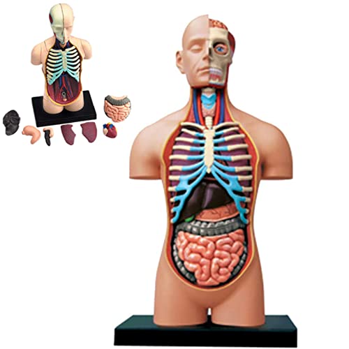 VDLLQYN, 4D Vision menschliche Anatomie Modell Puzzle Montage Spielzeug anatomische Huamn innere Organe for Lernressourcen pädagogische Hilfe for Schule, Bildung ，Anatomie-Modelle von VDLLQYN