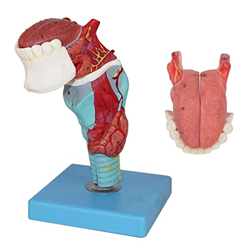 VDLLQYN, Anatomische Modelle des menschlichen Kehlkopfes mit Zunge, medizinisches Halsmodell, Anatomie-Skelett, 5 Teile, 55 digitale Anzeige, for den Display-Unterricht ，Anatomie-Modelle von VDLLQYN