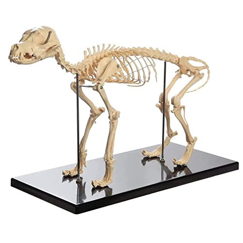 VDLLQYN, Anatomisches Modell, Hunde-Tieranatomie-Lehrmodell, Hundeskelett anatomisch for Humanbiologie, Veterinär-Demonstrationswerkzeug, fortschrittliches PVC ，Anatomie-Modelle von VDLLQYN