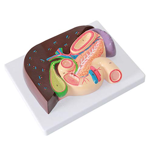 VDLLQYN, Anatomisches Modell der Leber, Hepatopankreas-Zwölffingerdarm-Modell, Gallenblase und Bauchspeicheldrüse, Verdauungsabteilung for naturwissenschaftliches, medizinisches Klassenzimmer ，Anatomi von VDLLQYN