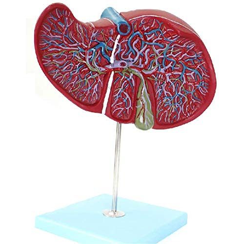 VDLLQYN, Anatomisches Modell der Leber, Modell des intrahepatischen extrahepatischen Gallengangs, vergrößertes Modell des Verdauungssystems von Leber und Gallenblase ，Anatomie-Modelle von VDLLQYN