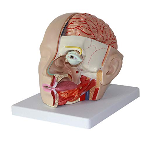 VDLLQYN, Anatomisches Modell des menschlichen Kopfes, am Kopf befestigtes anatomisches Modell des Gehirns, anatomisches Modell des Gehirns, spezielle Arterie for die High-End-Neurologie des Gehirns ，A von VDLLQYN