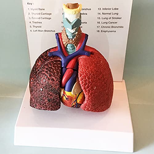 VDLLQYN, Anatomisches Modell eines menschlichen Organs, Kehlkopf, Herz, Lunge, Modell des menschlichen Atmungssystems, Modell des Halses, medizinische Modelle, PVC-Modell, Herzmodell, Unterstützung in von VDLLQYN