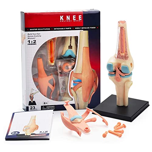 VDLLQYN, Anatomisches Modell menschlicher Kniegelenkorgane for den medizinischen Unterricht, Puzzle, DIY, Zusammenbau von Spielzeug, medizinische pädagogische Trainingshilfen und Lehrmittel ，Anatomie- von VDLLQYN