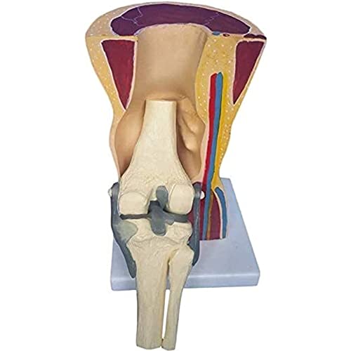 VDLLQYN, Hautverpacktes Kniegelenk-Lehrmodell mit Bändern, Skelettmuskel, anatomisches Modell zur Studiendarstellung, Lehrmodell for medizinische Organe ，Anatomie-Modelle von VDLLQYN