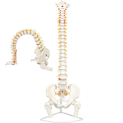 VDLLQYN, Lebensgroßes Wirbelsäulenmodell, 85 cm, anatomisches Wirbelsäulenmodell mit flexiblem Rückenmark, Wirbelsäule, Nerven, Arterien, Lendenwirbelsäule, Becken und Ständer ，Anatomie-Modelle von VDLLQYN