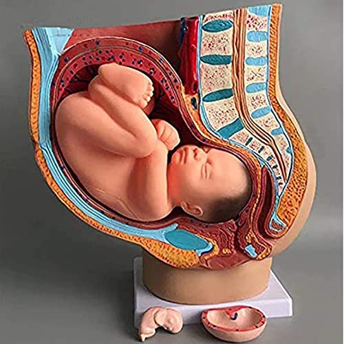 VDLLQYN, Medizinisches anatomisches schwangeres menschliches weibliches Becken mit Schwangerschaft 9 Monate Babymodell, abnehmbare Organe, 4-teilig, handbemalt ，Anatomie-Modelle von VDLLQYN