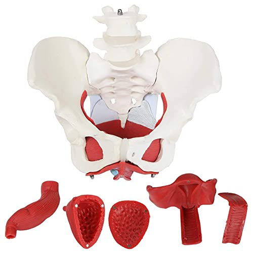 VDLLQYN, Medizinisches anatomisches weibliches Beckenmodell mit abnehmbaren Organen, 6-teilig, Lebensgröße for visuelle Lehrmittel ，Anatomie-Modelle von VDLLQYN