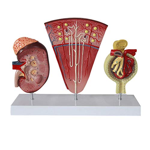 VDLLQYN, Menschliche Anatomie Nierenmodell, Nephron Glomeruläres Harnsystem Anatomisches Modell for Schulunterricht Display Labor Ornament Lehrmodell ，Anatomie-Modelle von VDLLQYN