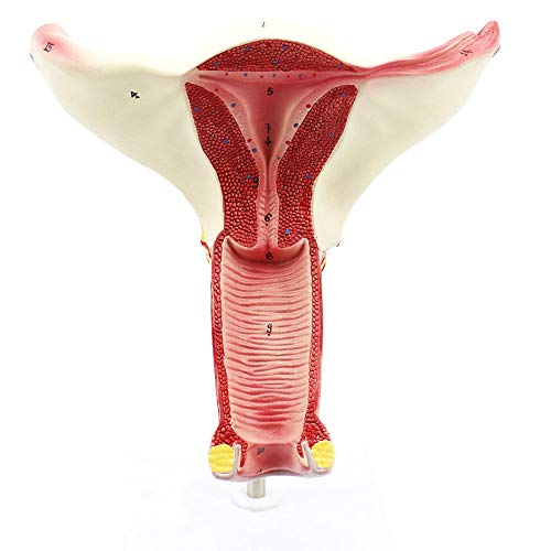 VDLLQYN, Ovarial-Eileiter-Modell, verwendet for die Uterus-medizinische Lehre, anatomische Gynäkologie, Arzt-Patienten-Kommunikationssimulation ，Anatomie-Modelle von VDLLQYN