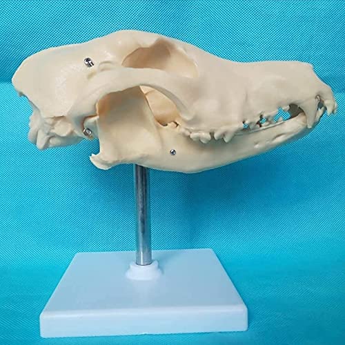 VDLLQYN, Tierschädelkopfmodell – Anatomisches Modell aus natürlichem Knochen eines Hundes – Medizinisches anatomisches Hundeskelettmodell for veterinärmedizinisches Lehrmodell ，Anatomie-Modelle von VDLLQYN