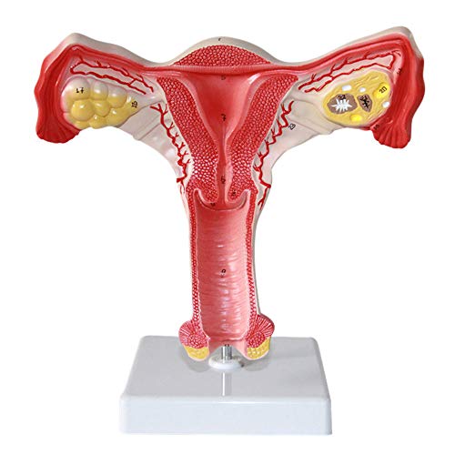 VDLLQYN, Uterus-Anatomisches Modell, Uterus-Eierstock-Anatomisches Modell, Entworfenes Digitales Logo for Den Medizinischen Unterricht (Mit Sockel) ，Anatomie-Modelle von VDLLQYN