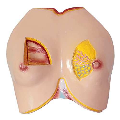 VDLLQYN, Weibliches Brustmodell – menschliches Anatomiemodell, PVC-Brust-anatomisches Modell – menschliches Organ-anatomisches Modell – for medizinische Lehrausbildung, Trainingshilfe ，Anatomie-Modell von VDLLQYN